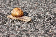 Snek
